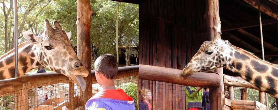 Nairobi: Sheldrick Elephant Orphanage and Giraffe Center - Why this Nairobi animal tour works so well