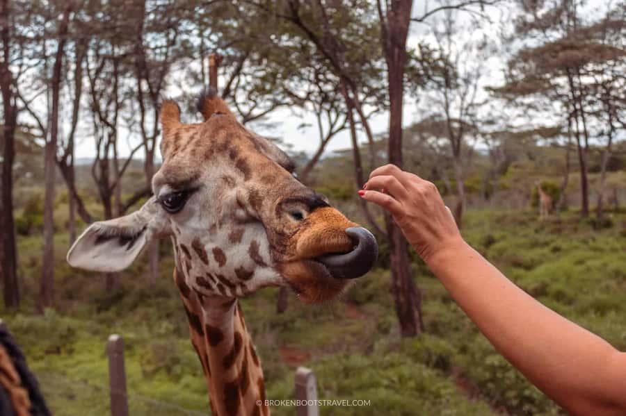 Nairobi: Sheldrick Elephant Orphanage and Giraffe Center - Who should book this experience
