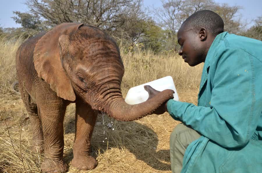 Nairobi: Sheldrick Elephant Orphanage and Giraffe Center - Starting with Nairobi pickup at 9:30 a.m.