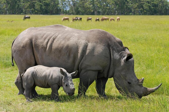 Nairobi Stopover & Layover Tour – Private, Fast & Flexible! - Key points to know before booking