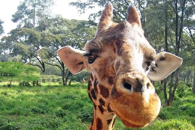 Nairobi Stopover & Layover Tour – Private, Fast & Flexible! - Karura Forest for a quieter side of Nairobi