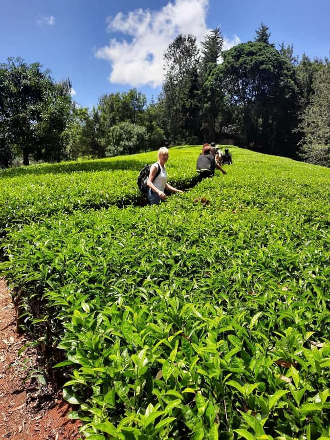 Nairobi: Tea Farm Day Trip with Lunch at kiambethu - Key points to know before you book
