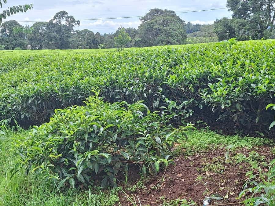 Nairobi: Tea Farm Day Trip with Lunch at kiambethu - Tea, biscuits, and the story of an old farm