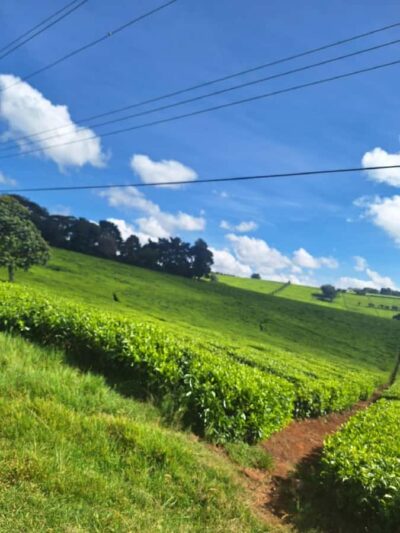 Tea Farm Day Trip with Lunch at kiambethu