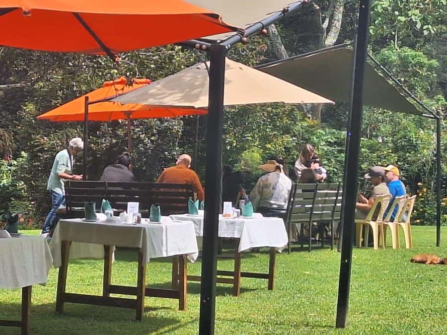 Nairobi: Tea Farm Day Trip with Lunch at kiambethu - Picking tea in the fields