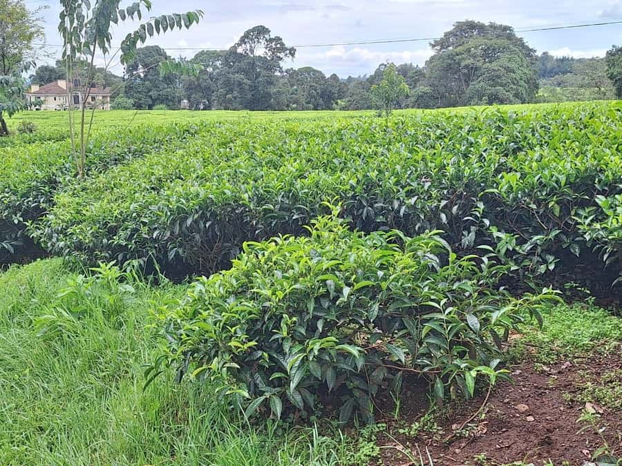 Nairobi: Tea Farm Day Trip with Lunch at kiambethu - A forest walk to a waterfall
