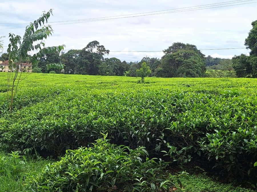 Nairobi: Tea Farm Day Trip with Lunch at kiambethu - The three-course farm lunch