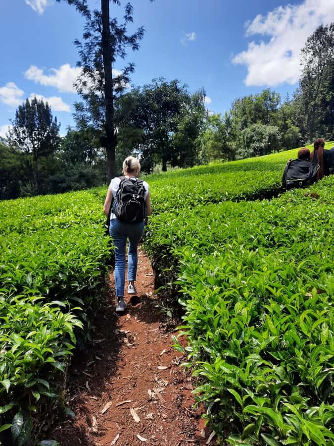 Nairobi: Tea Farm Day Trip with Lunch at kiambethu - The price needs careful checking
