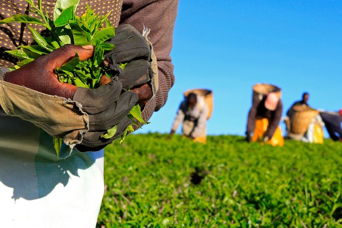 Nairobi to Kiambethu Tea Farm Tour - A country escape from Nairobi