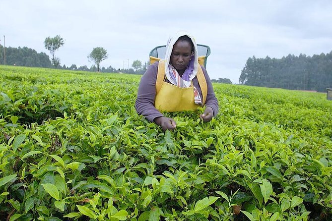 Nairobi to Kiambethu Tea Farm Tour - Fiona’s tea story begins over a cup