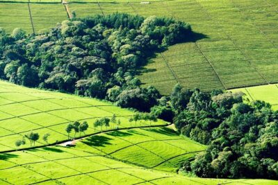 Nairobi to Kiambethu Tea Farm Tour