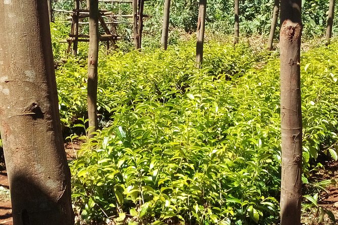 Nairobi to Kiambethu Tea Farm Tour - The three-course farm lunch
