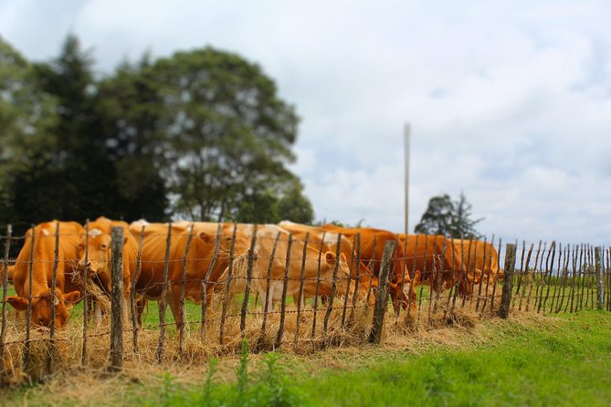Nairobi to Kiambethu Tea Farm Tour - What the guides add to the day