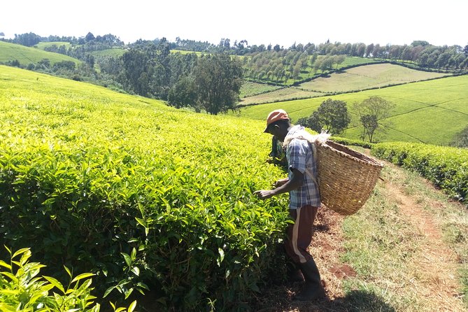 Nairobi to Kiambethu Tea Farm Tour - Is $108 a fair price?
