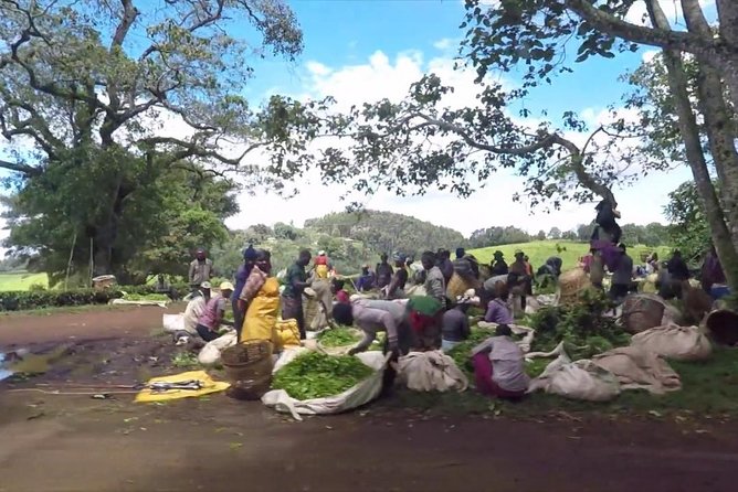 Nairobi to Kiambethu Tea Farm Tour - Timing, pickup, and practical planning