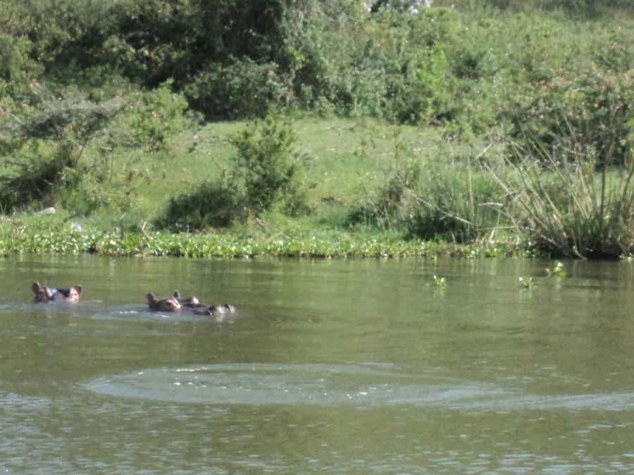 Nairobi to Lake Naivasha Day Tour with Crescent Island - Key points to know before you book