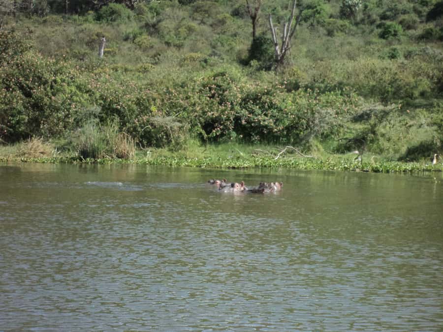 Nairobi to Lake Naivasha Day Tour with Crescent Island - Should you book it?
