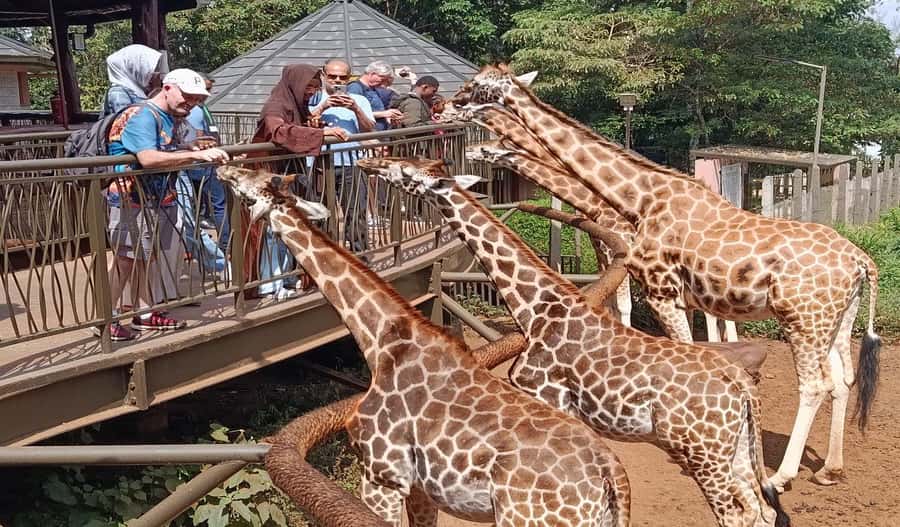 Nairobi Walking Tour, GiraffeCentre & Souvenir Shopping Tour - Key points to know before you book