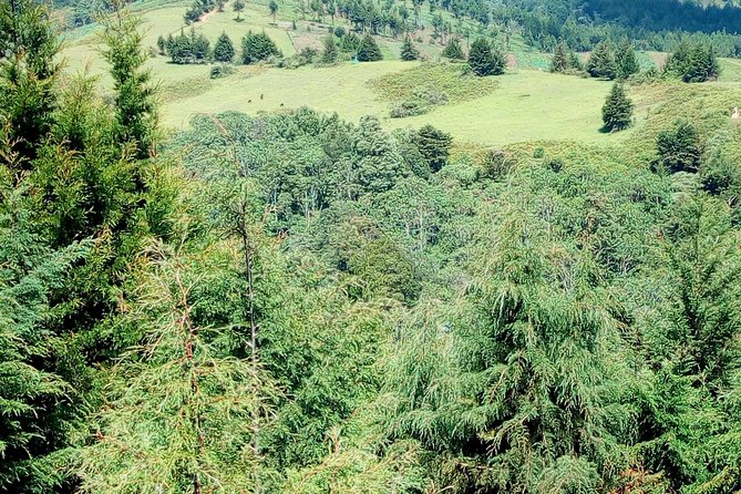 Nairobi Zip Lining Adventure Experience - The forest setting and the value of the drive