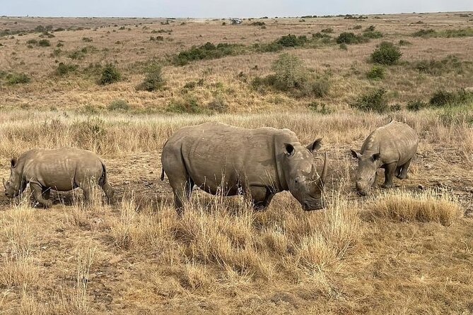 National Park Half-Day Group Tour in Nairobi with Pickup - Why Nairobi National Park works for a short safari