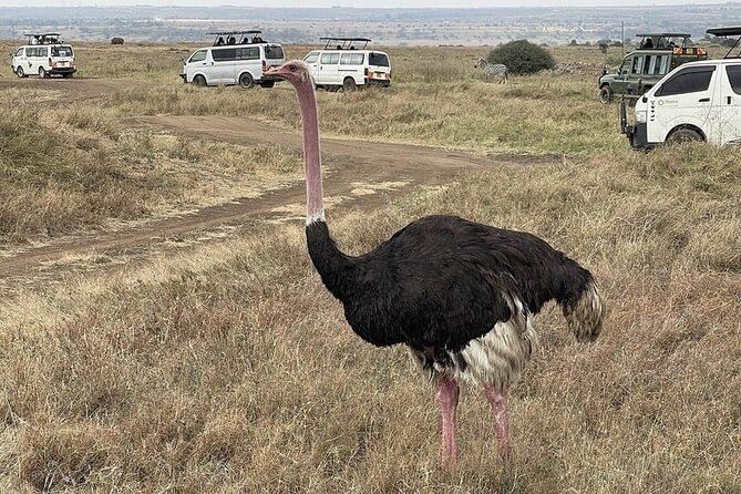 National Park Half-Day Group Tour in Nairobi with Pickup - Entering Nairobi National Park