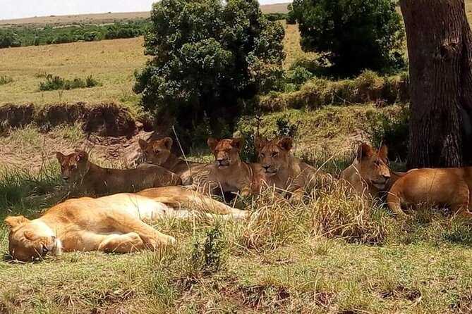 National Park Half-Day Group Tour in Nairobi with Pickup - What the guide adds to the experience