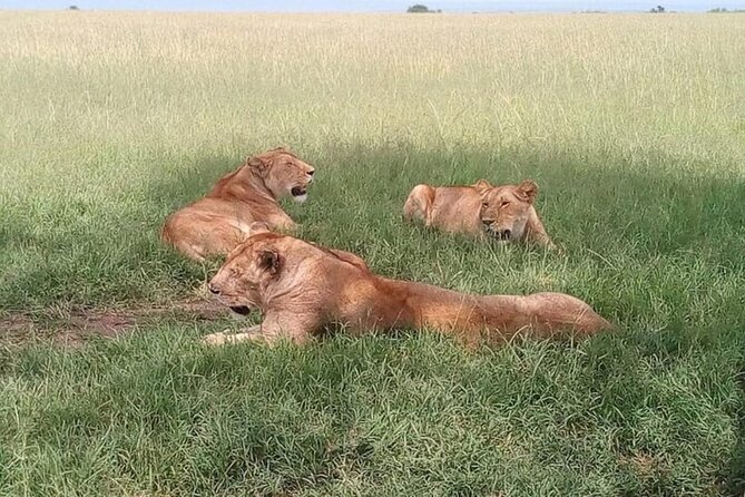 National Park Half-Day Group Tour in Nairobi with Pickup - The real price: $43 tour fee plus $43 park admission