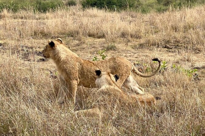 National Park Half-Day Group Tour in Nairobi with Pickup - How to get the most from the open-top vehicle