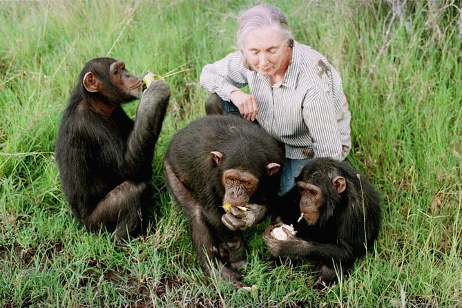 Ol Pejeta Conservancy and Chimpanzee Sanctuary Full-Day Tour from Nairobi - Why Ol Pejeta makes a worthwhile day trip from Nairobi