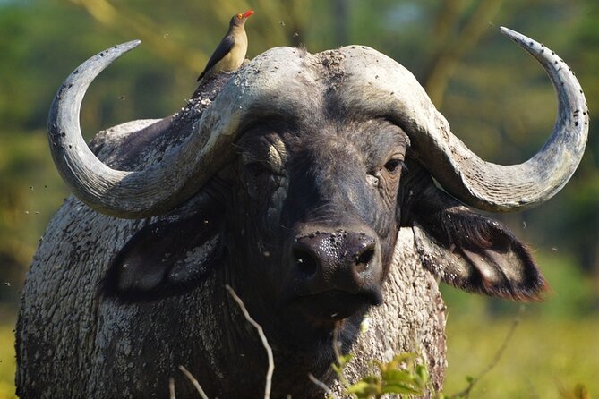 Ol Pejeta Conservancy and Chimpanzee Sanctuary Full-Day Tour from Nairobi - The 6am departure and the road north