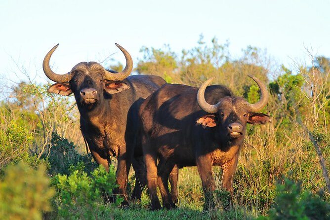Ol Pejeta Conservancy and Chimpanzee Sanctuary Full-Day Tour from Nairobi - The afternoon game drive across Ol Pejeta