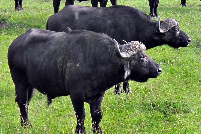 Ol Pejeta Conservancy and Chimpanzee Sanctuary Full-Day Tour from Nairobi - Lunch inside the conservancy