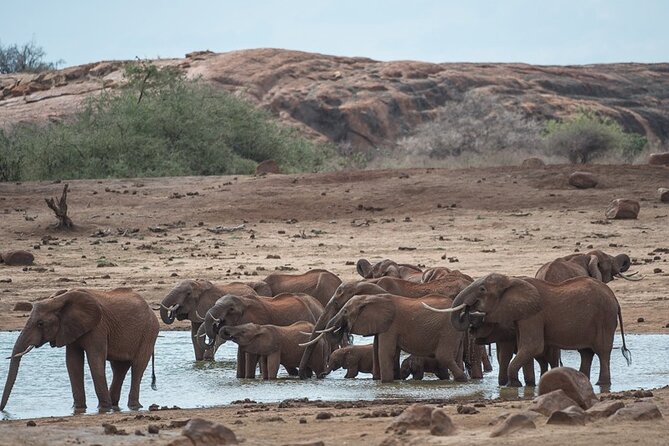 Ol Pejeta Conservancy and Chimpanzee Sanctuary Full-Day Tour from Nairobi - What the $395 price really covers