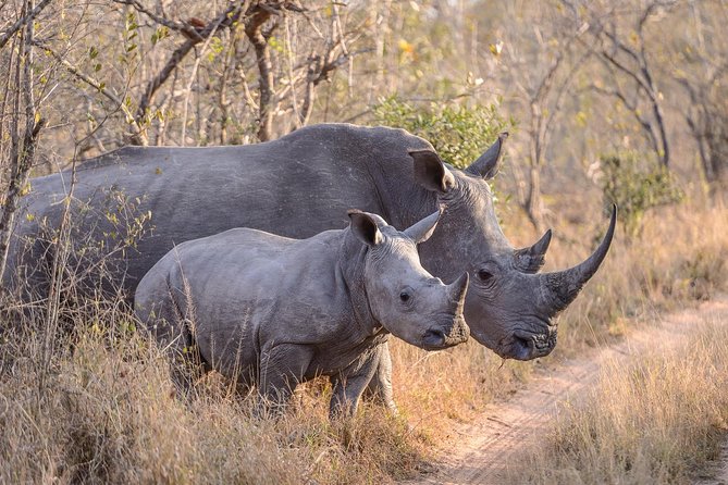 Ol Pejeta Conservancy and Chimpanzee Sanctuary Full-Day Tour from Nairobi - Sweetwaters Chimpanzee Sanctuary: a serious conservation visit