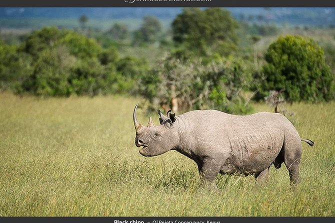Ol Pejeta Conservancy Day Tour from Nairobi - Ol Pejeta is about rhinos, not just a Big Five checklist