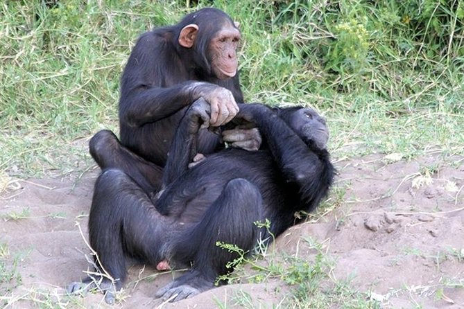 Ol Pejeta Conservancy Day Tour from Nairobi - The 5am departure sets the tone for the day