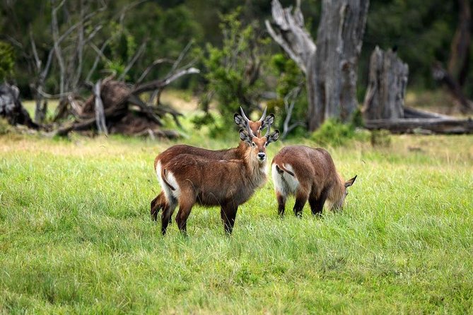 Ol Pejeta Conservancy Day Tour from Nairobi - Sweetwaters Serena Camp offers lunch and a wildlife pause