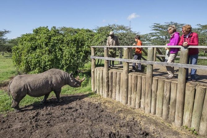 Ol Pejeta Conservancy Day Tour from Nairobi - The afternoon drive brings the rarest animal encounters