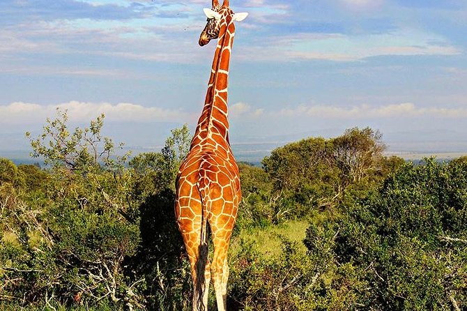 Ol Pejeta Conservancy Day Tour from Nairobi - Nanyuki and the equator marker make a useful first stop