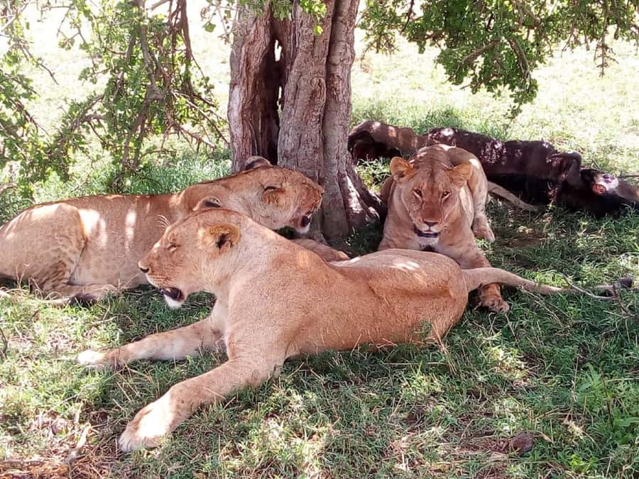 Ol Pejeta Conservancy Full Day Tour From Nairobi - Key points to know before booking