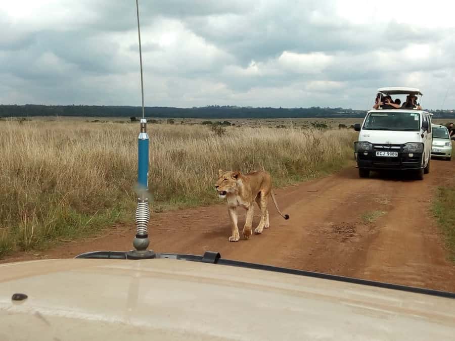 Ol Pejeta Conservancy Full Day Tour From Nairobi - Why this Ol Pejeta day trip is worth considering