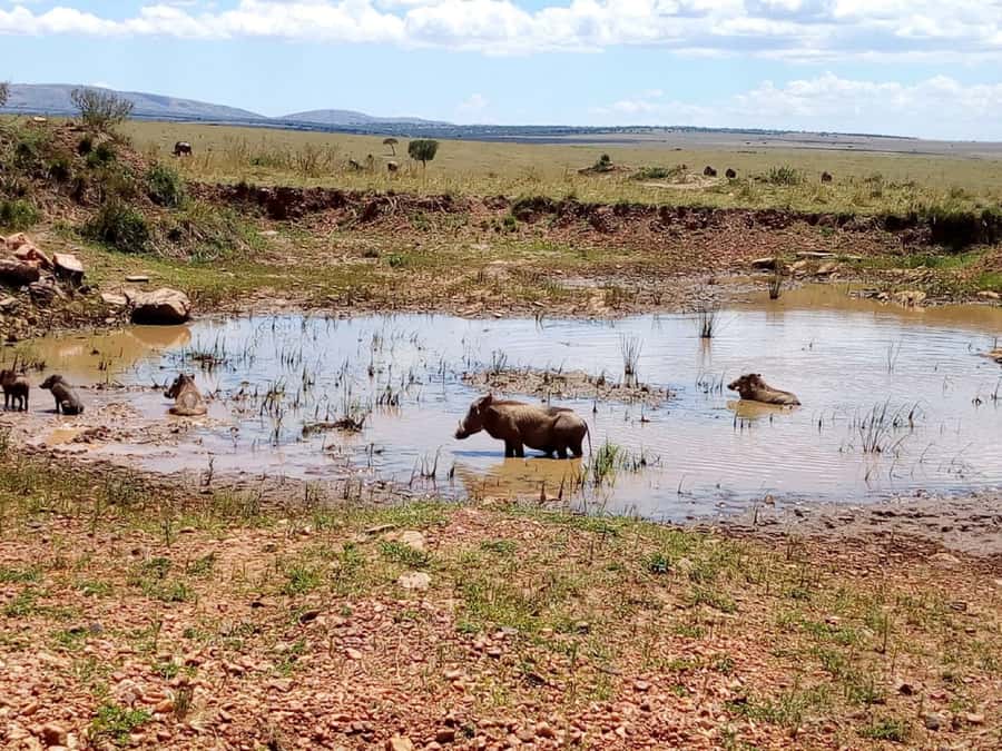 Ol Pejeta Conservancy Full Day Tour From Nairobi - Looking for rhinos, elephants, lions, and leopards