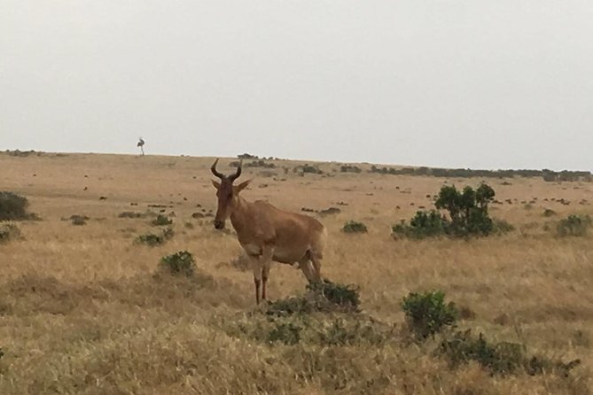 Olpejeta conservancy Day tour - What lunch and included costs mean