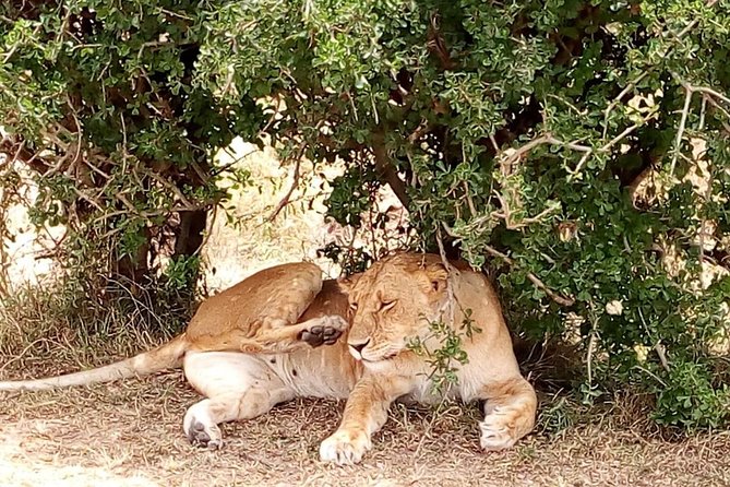 Olpejeta conservancy Day tour - Comfort, timing, and what to wear