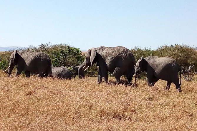 Olpejeta conservancy Day tour - Who will get the most from this day