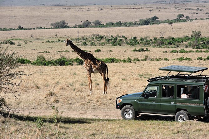 Olpejeta, Lake Naivasha, Masai Mara 5 Days Private Kenya Jeep tour - Day 4: A full day among Mara lions, elephants, and buffalo
