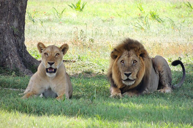 Olpejeta, Lake Naivasha, Masai Mara 5 Days Private Kenya Jeep tour - Guides, vehicles, and the practical side of safari days