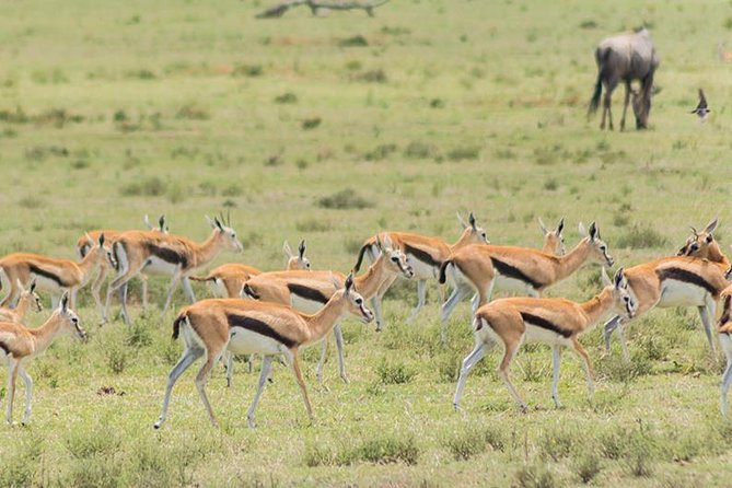 Olpejeta, Lake Naivasha, Masai Mara 5 Days Private Kenya Jeep tour - Day 1: Nairobi to Ol Pejeta near Mount Kenya