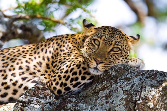 One Day Tour to Maasai Mara Game reserve from Nairobi - The 5:00am departure from Nairobi