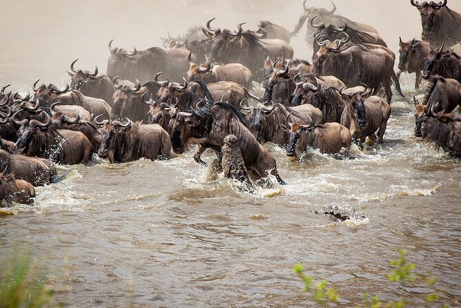 One Day Tour to Maasai Mara Game reserve from Nairobi - Picnic lunch beneath a tree